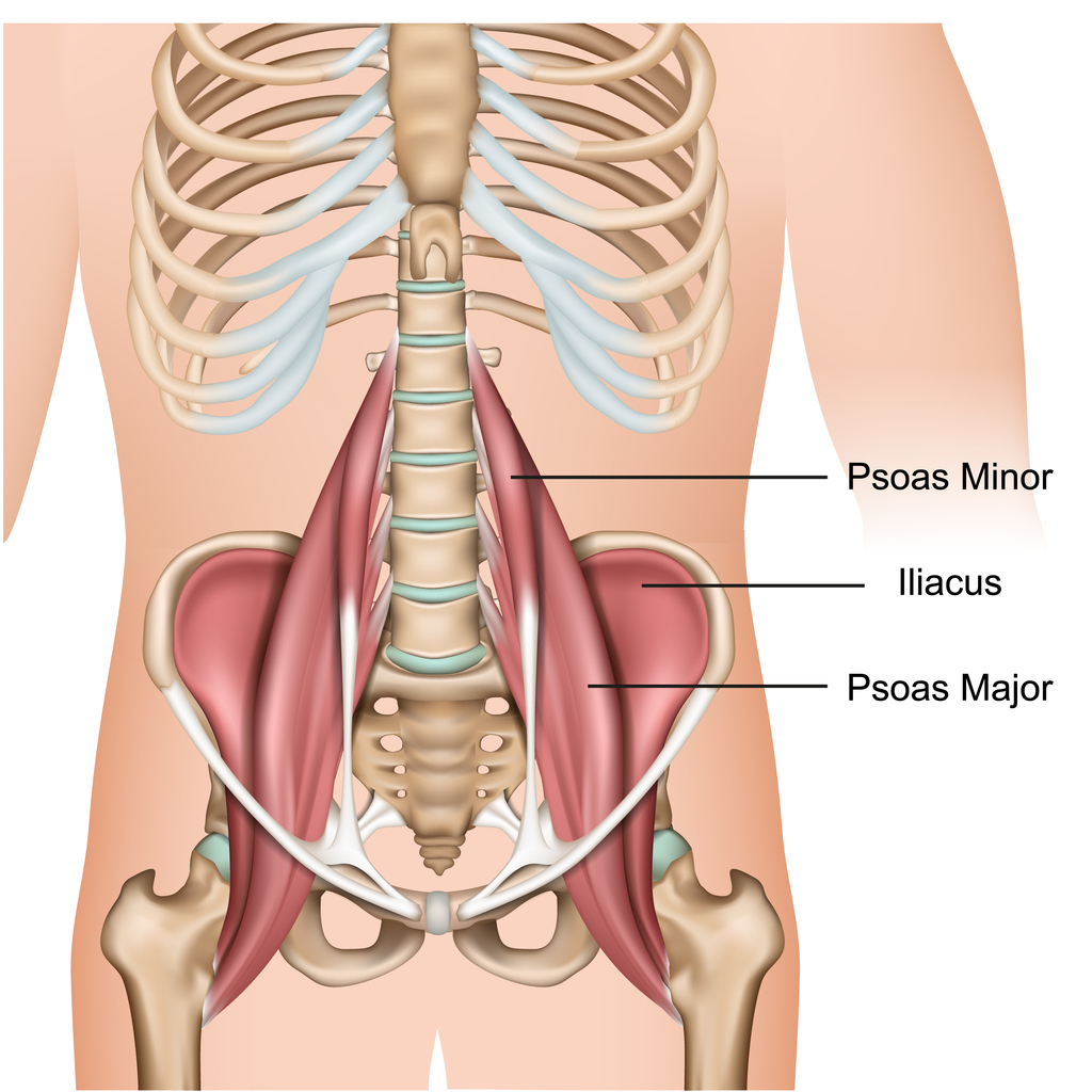 The Psoas Muscle: The Hidden Driver of Chronic Low Back Pain